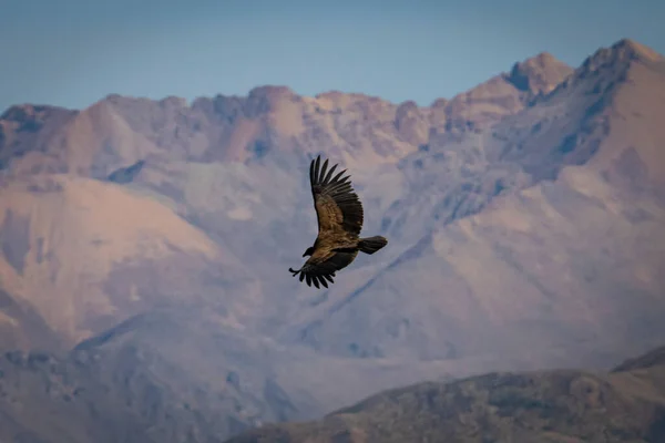 Cóndor Andino Volando Cañón Del Colca Chivay Perú — Foto de Stock