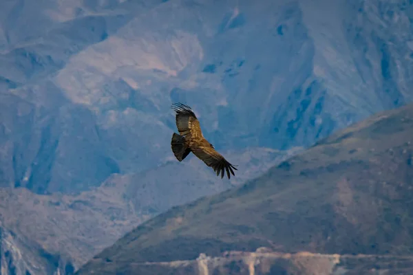 在秘鲁奇瓦伊Colca Canyon飞行的安第斯秃鹰 — 图库照片