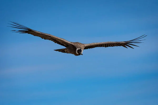 在秘鲁奇瓦伊Colca Canyon飞行的安第斯秃鹰 — 图库照片