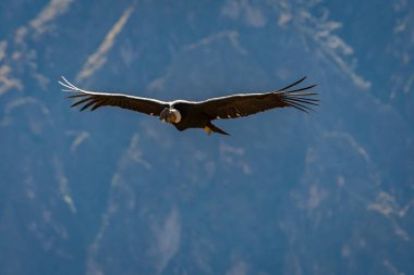 And Akbabası Colca Kanyonu 'nda uçuyor, Chivay, Peru
