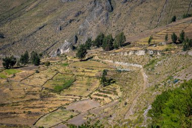 Colca Canyon, Chivay, Peru 'daki tarım teraslarının manzarası