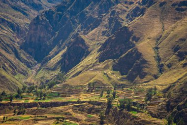 Colca Canyon, Chivay, Peru 'daki tarım teraslarının manzarası