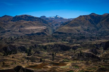 Colca Canyon, Chivay, Peru 'daki tarım teraslarının manzarası