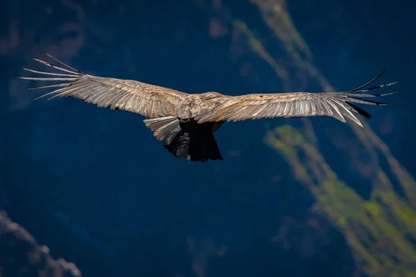Condor Andino Che Vola Sul Colca Canyon Chivay Perù — Foto Stock
