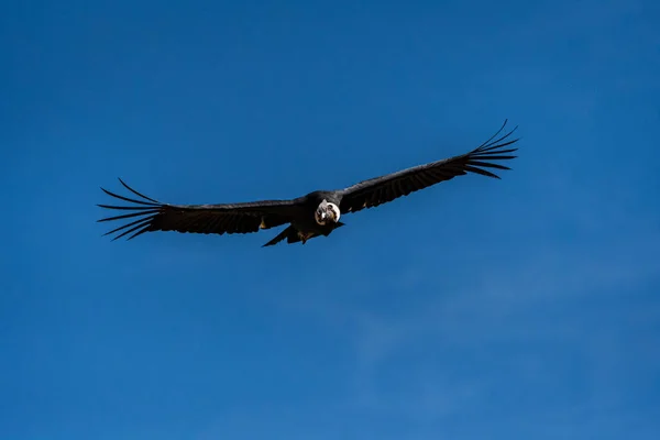 Condor Andino Che Vola Sul Colca Canyon Chivay Perù — Foto Stock