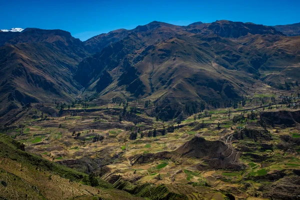 Vista Terrazas Cultivo Cañón Del Colca Chivay Perú — Foto de Stock