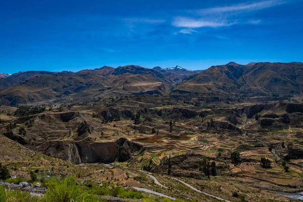 Vista Terrazas Cultivo Cañón Del Colca Chivay Perú —  Fotos de Stock