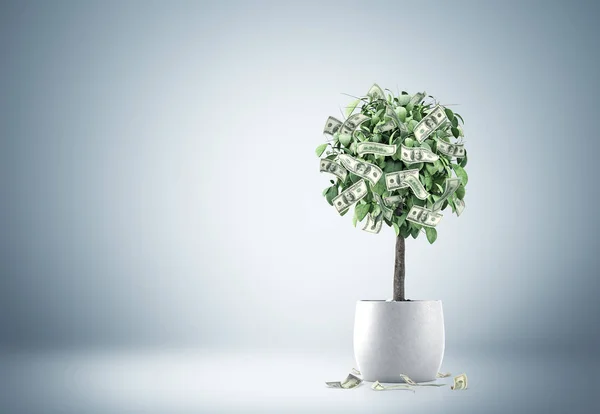 Albero di dollaro in una pentola in una stanza grigia — Foto Stock