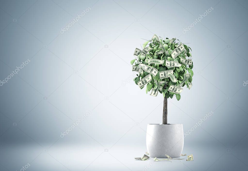 Dollar tree in a pot in a gray room