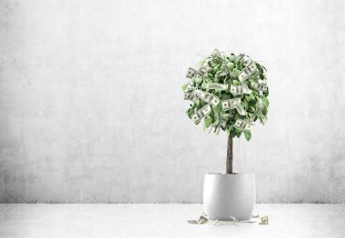 Beton bir odada bir tencerede Doları ağaç