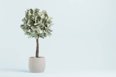 Doları ağaç bir pot, mavi odada. 3D render