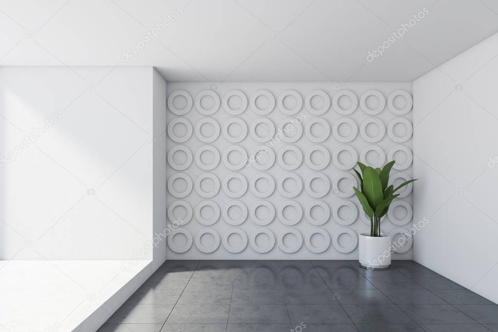 Empty white room interior with plant