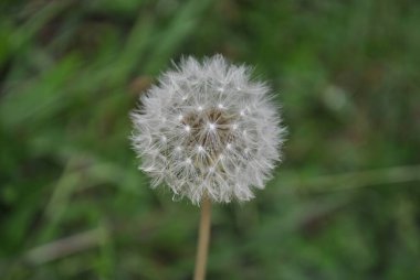 Bahçedeki güzel çiçekler