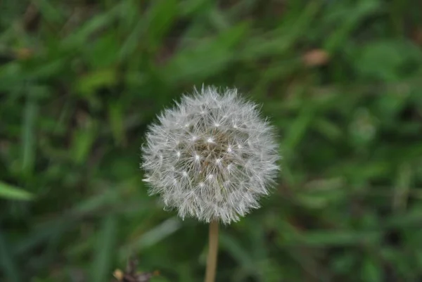 Schöne Blumen Garten — Stockfoto