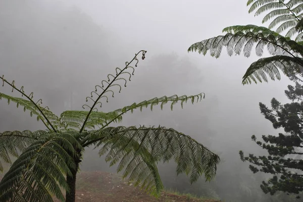 Güzel sabah atmosferi, Bogor Endonezya