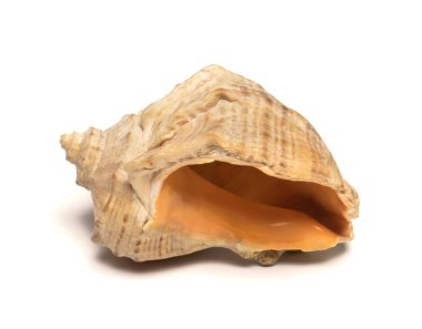 Güzel deniz kabuğu beyaz bir arka planda yatıyor.