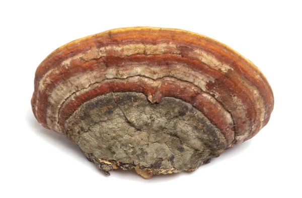 Chaga huş ağacı, beyaz arka planda yer alır.