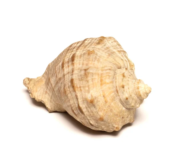 Beautiful sea shell close-up lies on a white background — Stock Photo, Image