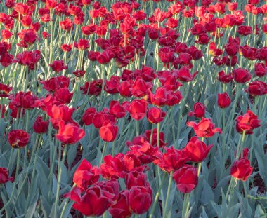 kırmızı lale ve çiy
