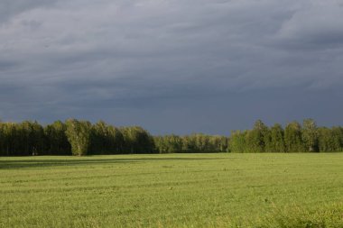 Orman ve kasvetli gökyüzü