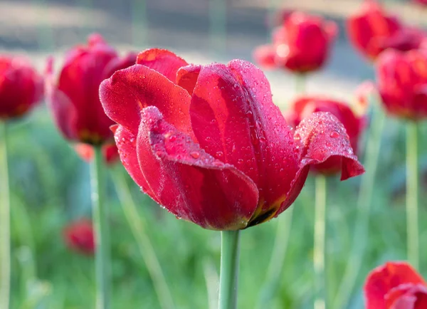 Red Tulip Dew — Stock Photo, Image