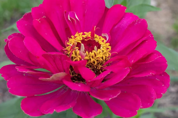 Fleur Rose Gros Plan Magnifiquement Photographié — Photo