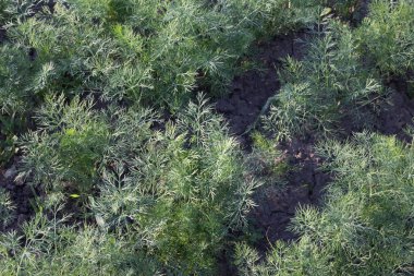 Yerde yeşil dereotu filizleri