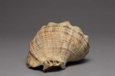 Gri arkaplanda deniz kabuğu