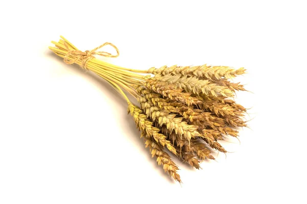 Spikelet Segale Uno Sfondo Bianco — Foto Stock