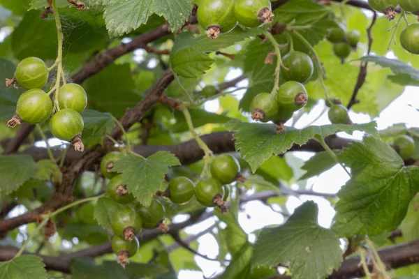 Groseille Verte Poussant Sur Buisson — Photo