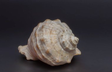 Siyah arka planda deniz kabuğu