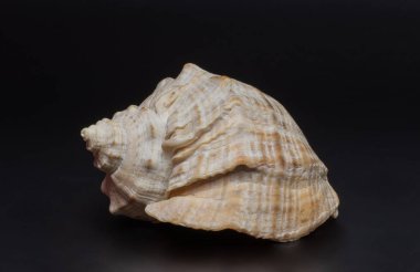 Siyah arka planda deniz kabuğu