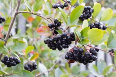 Çalı üzerinde olgun siyah kuşüzümü