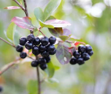 Çalı üzerinde olgun siyah kuşüzümü