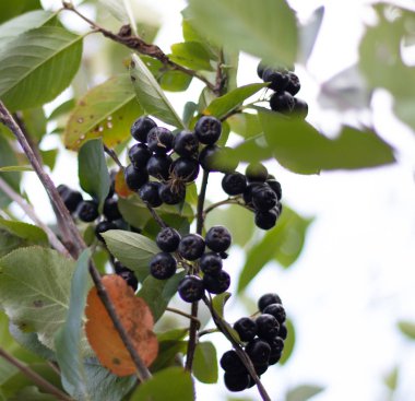 Çalı üzerinde olgun siyah kuşüzümü