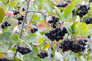 Çalı üzerinde olgun siyah kuşüzümü