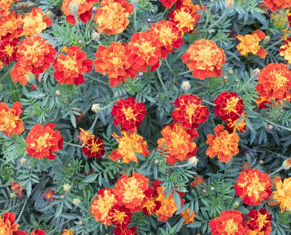 Flores Vermelho Amarelas Bonitas Natureza — Fotografia de Stock