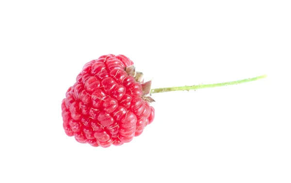 Very Ripe Beautiful Raspberry Berry White Background — Stock Photo, Image