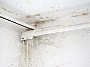 Pencerenin yanındaki oturma odasının köşesinde siyah mantar küfü yetişiyor. Duvarlar küfle kaplı..