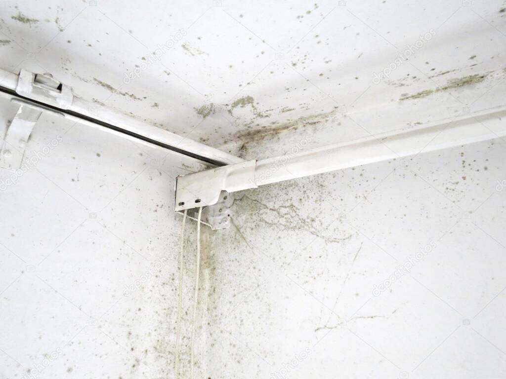 Black fungus mold grows in the corner of living room near the window. The walls are covered with mold.