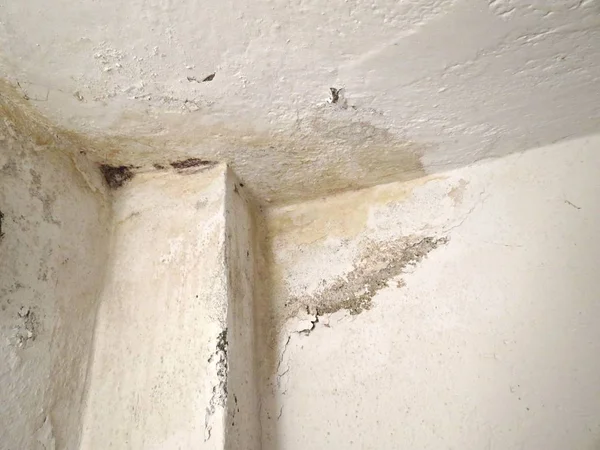 Water damage on fungus mold weathered wall cose-up. Mold growth on old white wall surface.