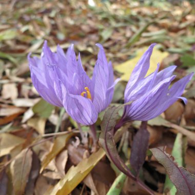 Bahçede ilkbaharın başlarında çiçek açan mor çiçekler. Bahçede ilkbahar çiçekleri.
