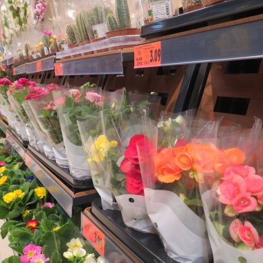 Piyasaya sürülen çömleklerdeki canlı çiçekler. Kauflands süpermarket raflarındaki saksılarda renkli bahar çiçekleri