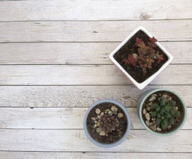 Ahşap arka planda kaktüs, metin için boşluk. Sulu bitkilerin düz yatağı