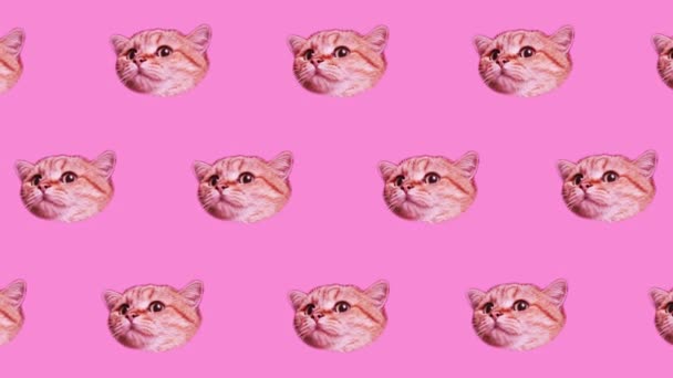 许多有粉红背景的猫的头。最小的设计有趣的艺术。猫脸背景 — 图库视频影像