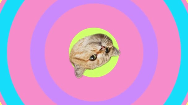 Rotating head cat on colourful background with moving circles, video animation. — Stock Video