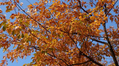 Sonbahar, bir ağacın altın yaprakları mavi gökyüzüne karşı.