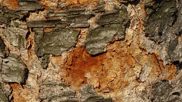 Corteza Textural Del Tronco Del Árbol Color Brillante Otoñal — Foto de Stock