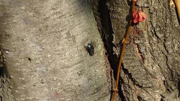 Uma Pequena Mosca Tronco Árvore Aquece Nos Raios Outono Sol — Fotografia de Stock