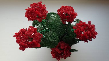 Pelargonium çiçeği beyaz zemin üzerinde kırmızı top.